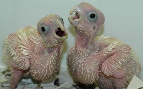 Bare Eyed Cockatoos