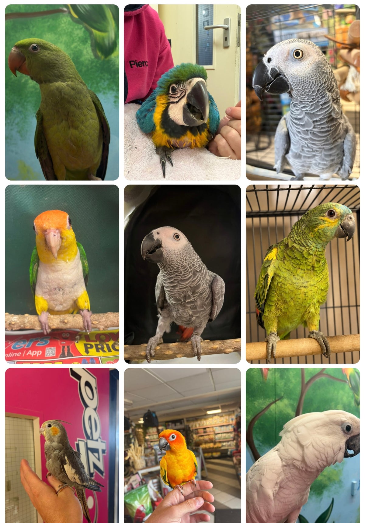 Bird Clinic