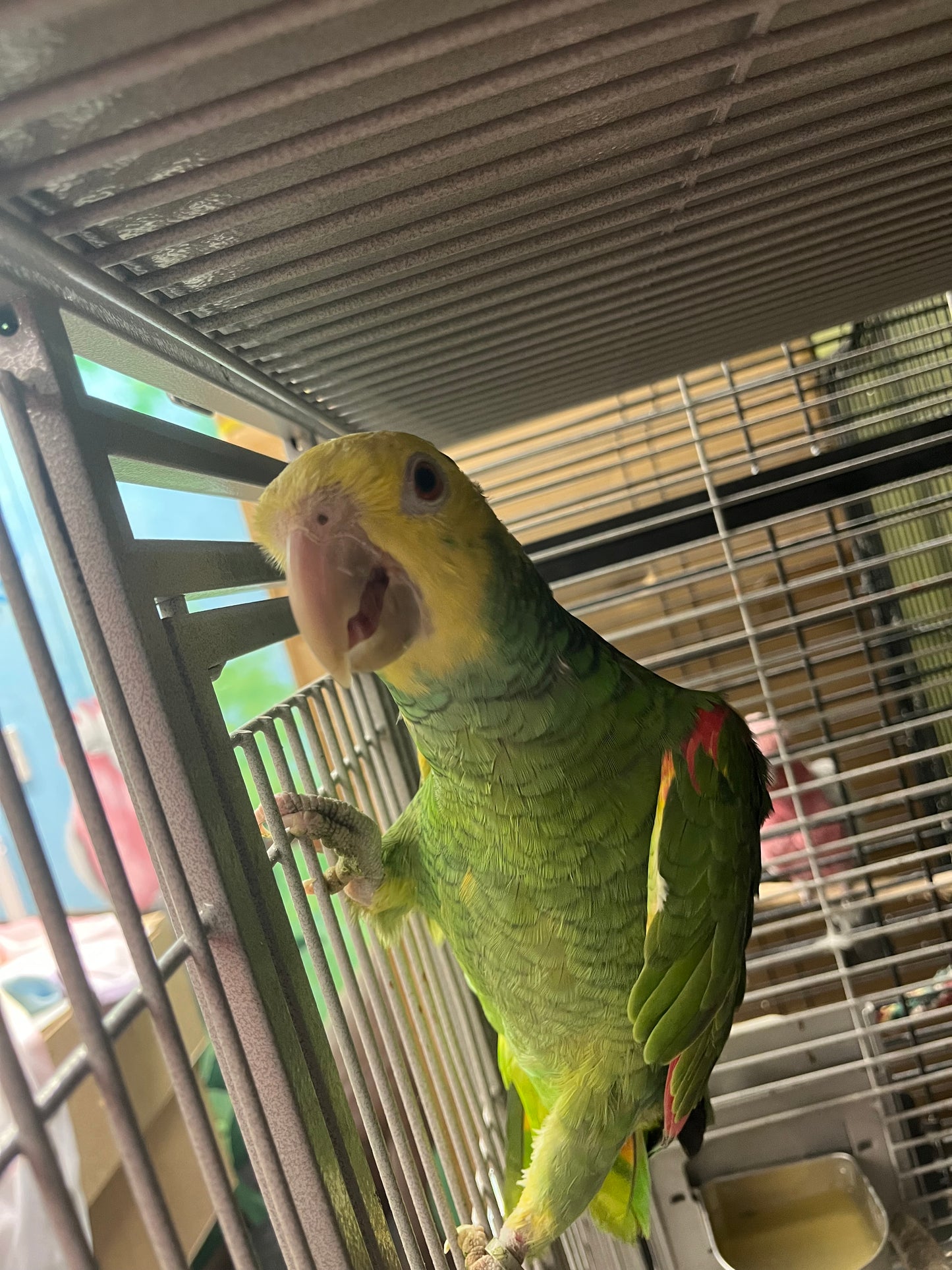 Double Yellow Headed Amazon