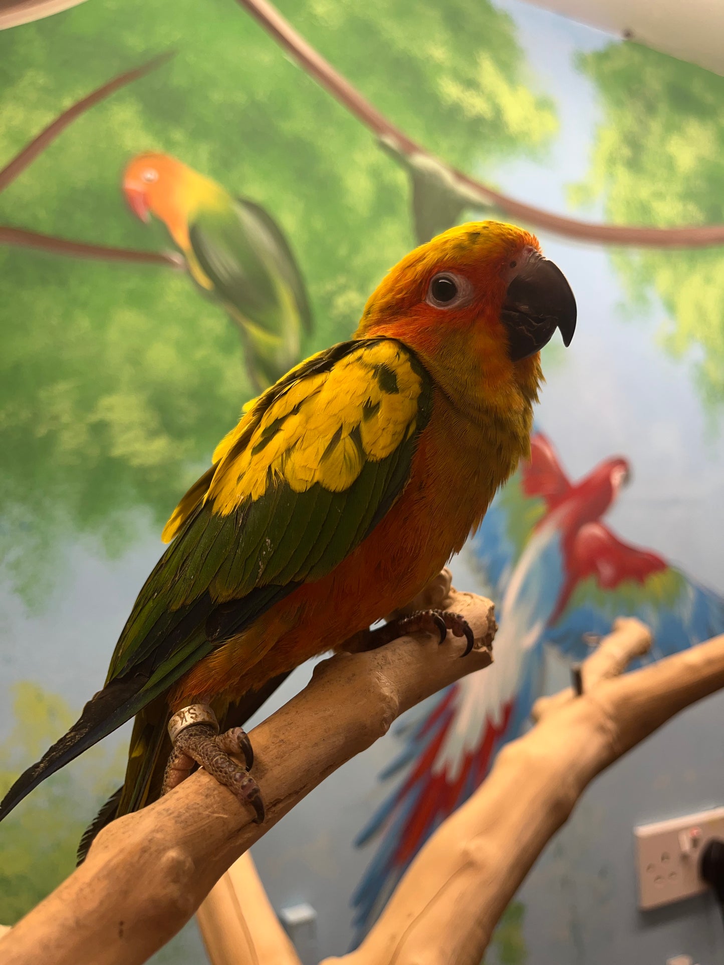 Sun Conures