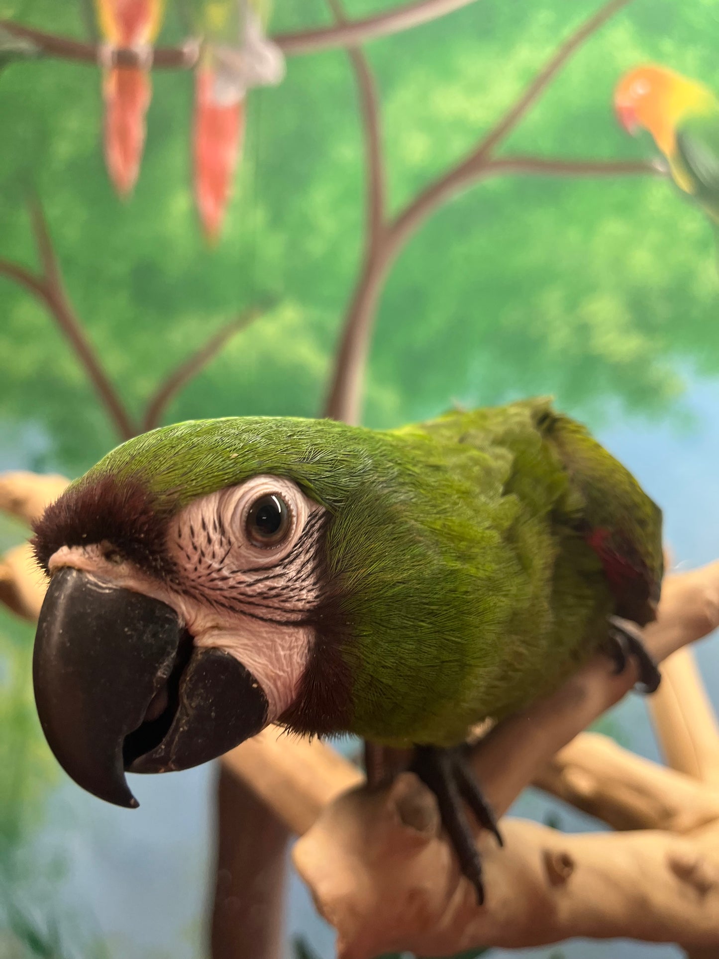 Chestnut Fronted Macaw