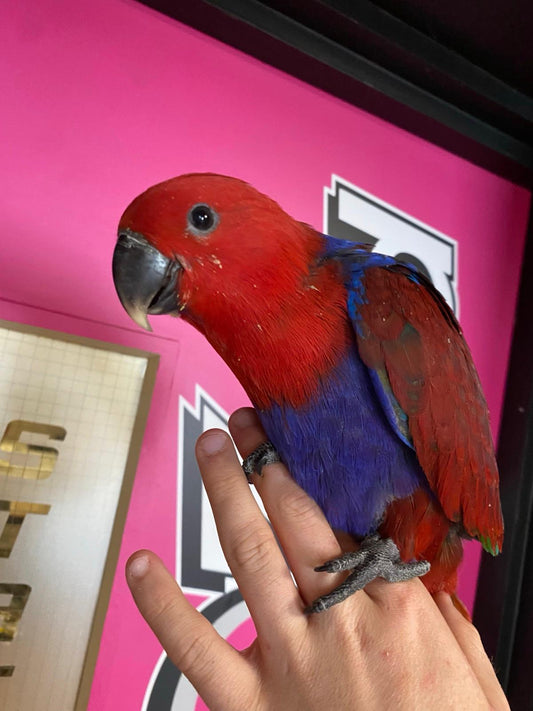 Eclectus