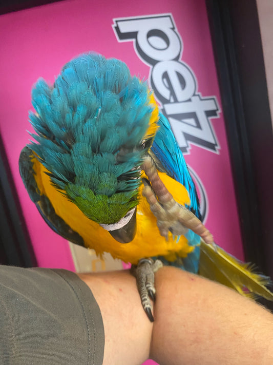 Blue and Gold Macaws