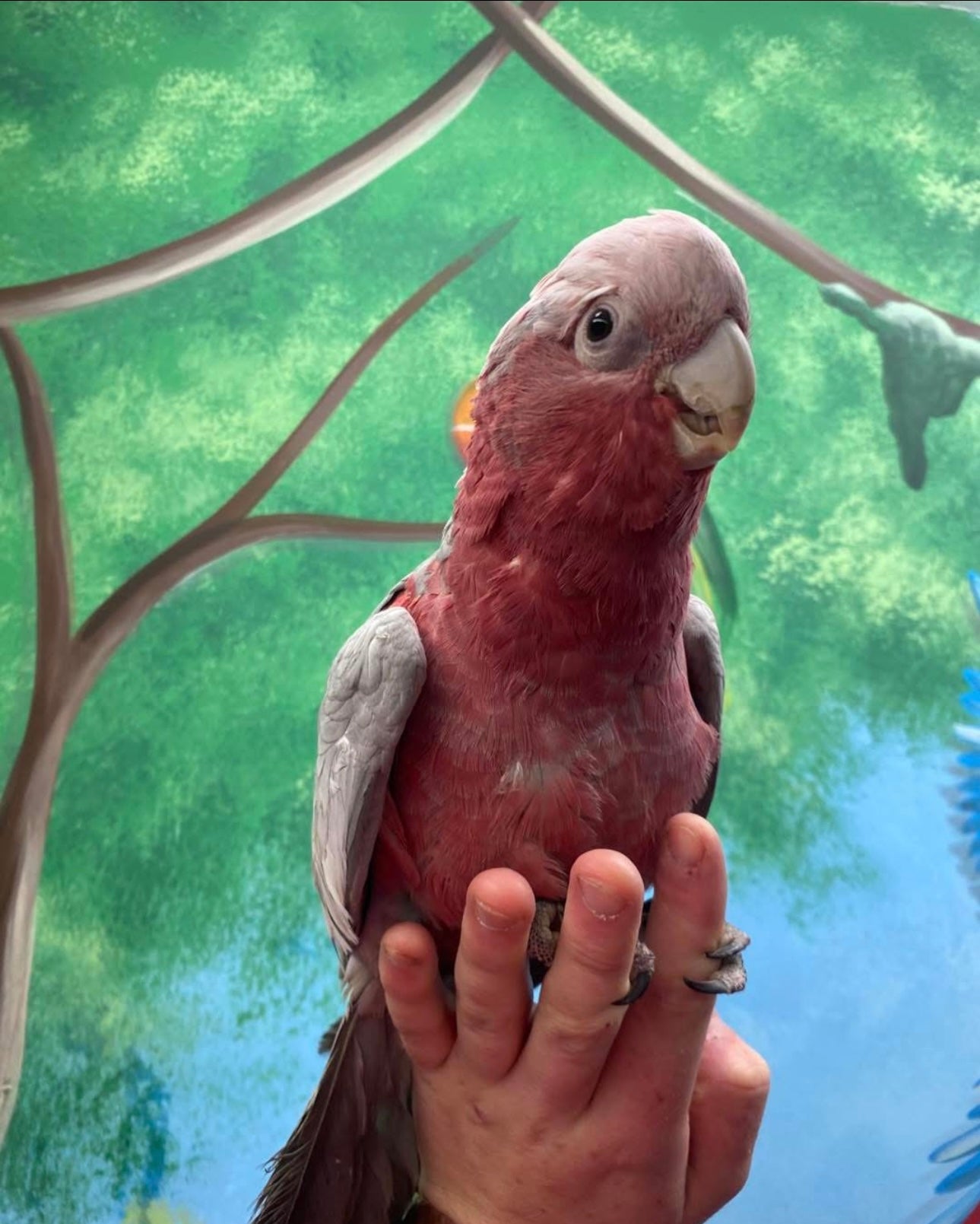 Galah