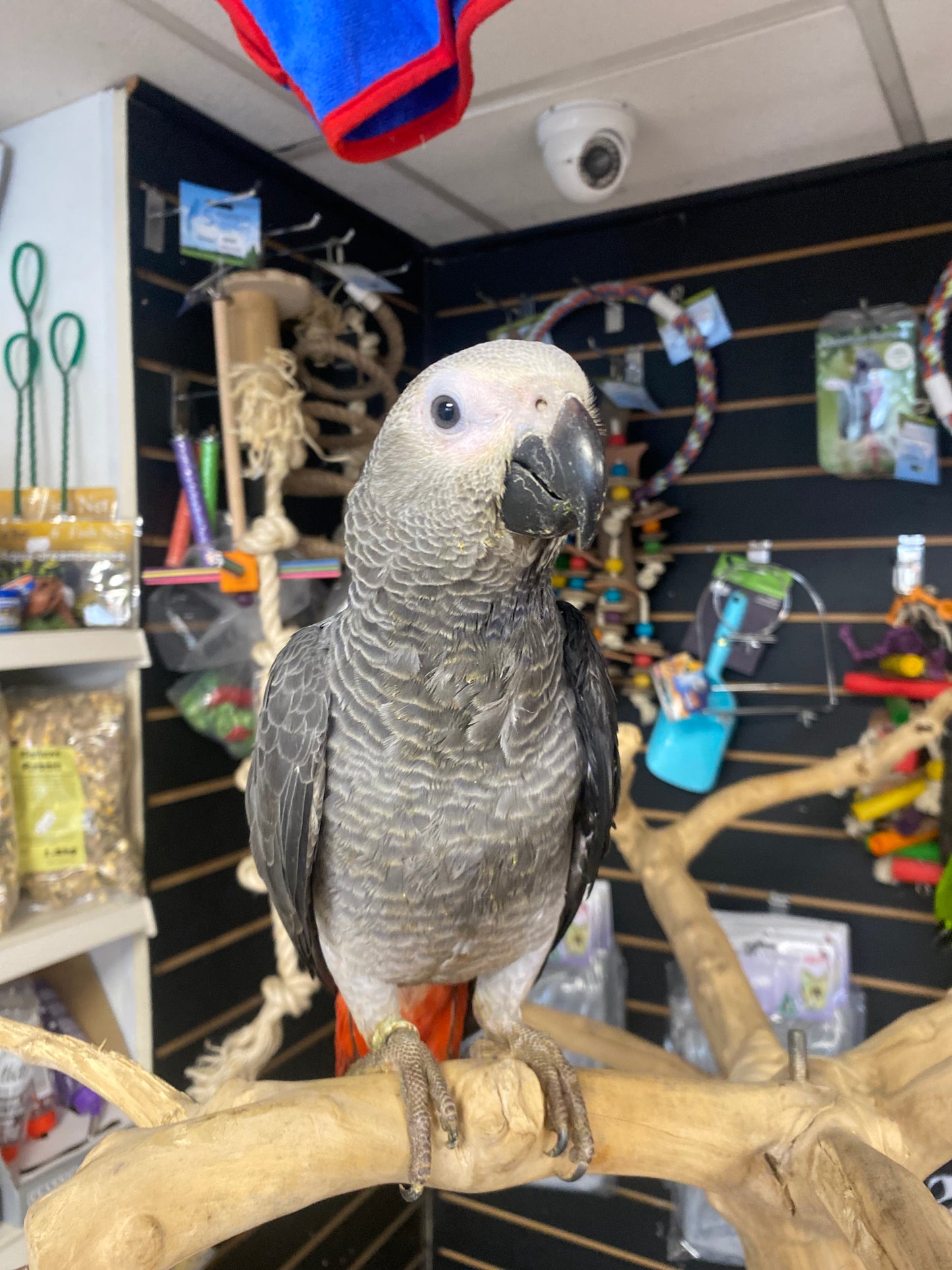 Hand- Reared African Grey Parrots