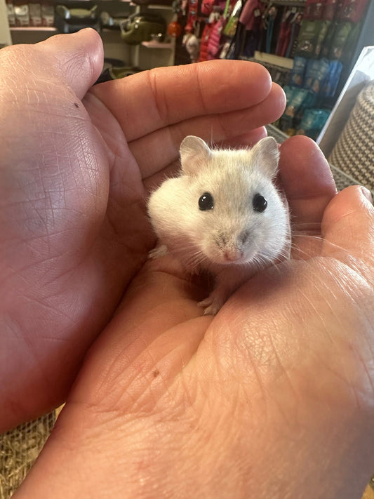 Dwarf hamsters + Set-up