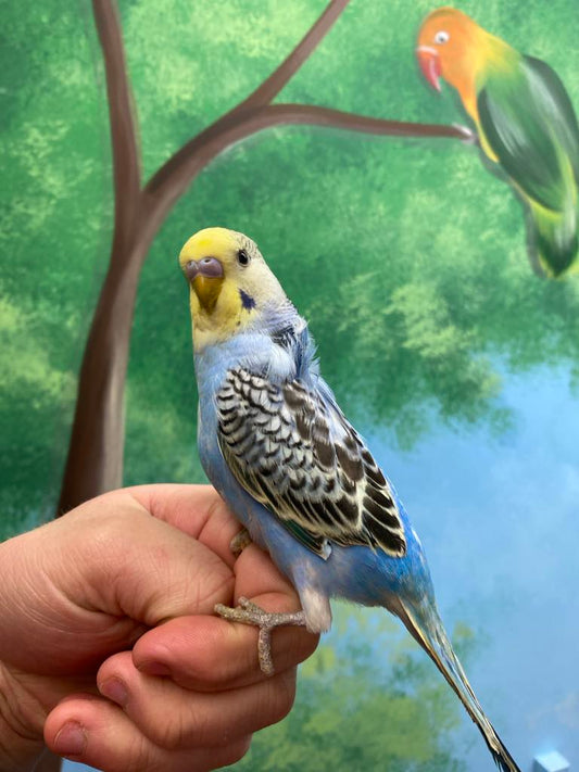 Hand- Reared Budgies