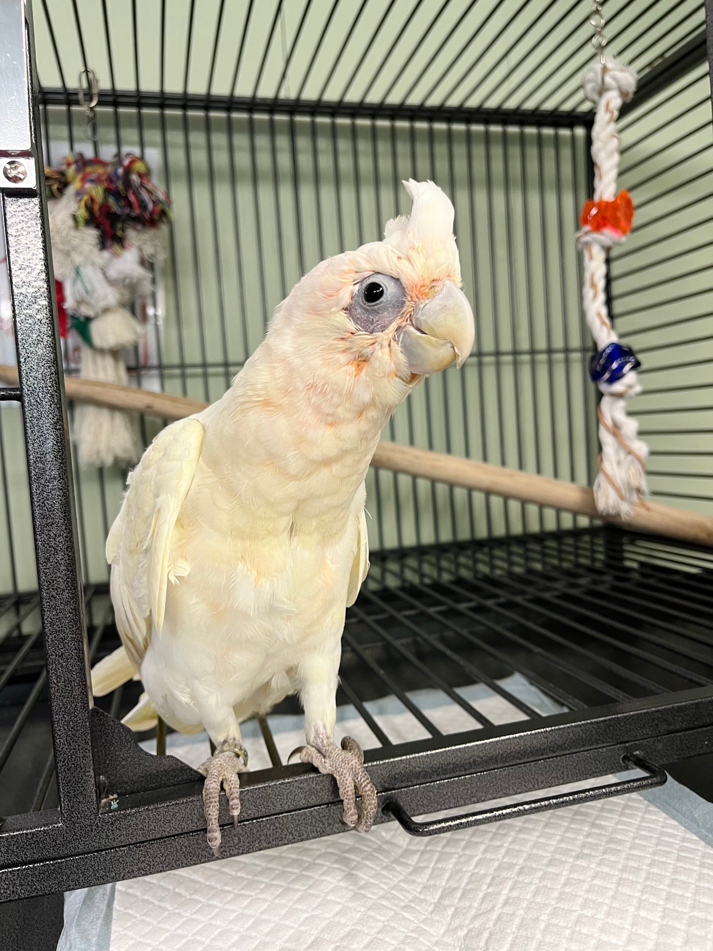 Bare Eyed Cockatoo