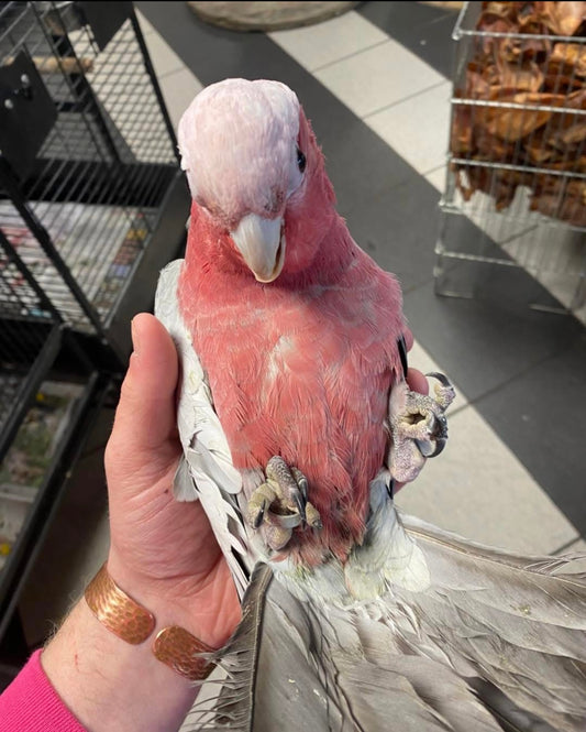 Hand- Reared Galah Parrot