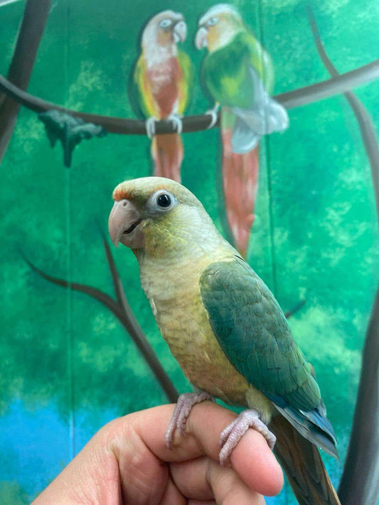 Hand- Reared Conure Parrots