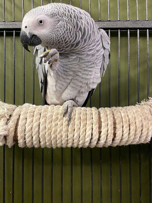Hand- Reared African Grey Parrots