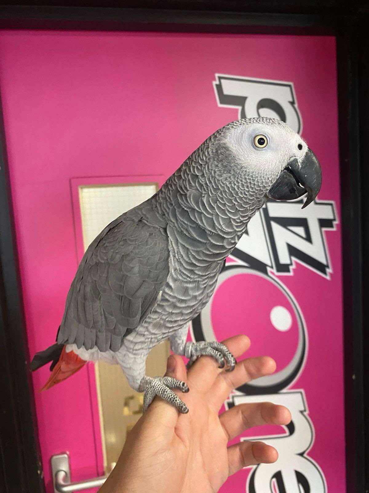 Hand- Reared African Grey Parrots