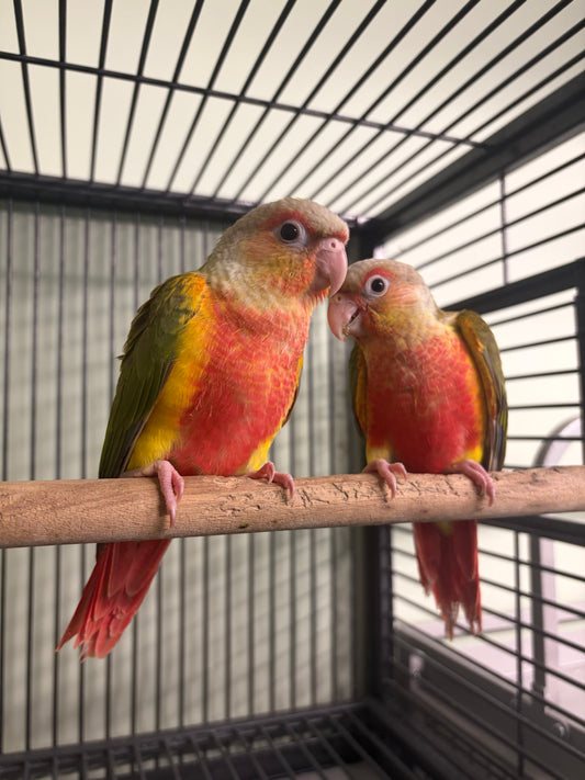 Hand-reared Conure Take Me Home Essential Bundle
