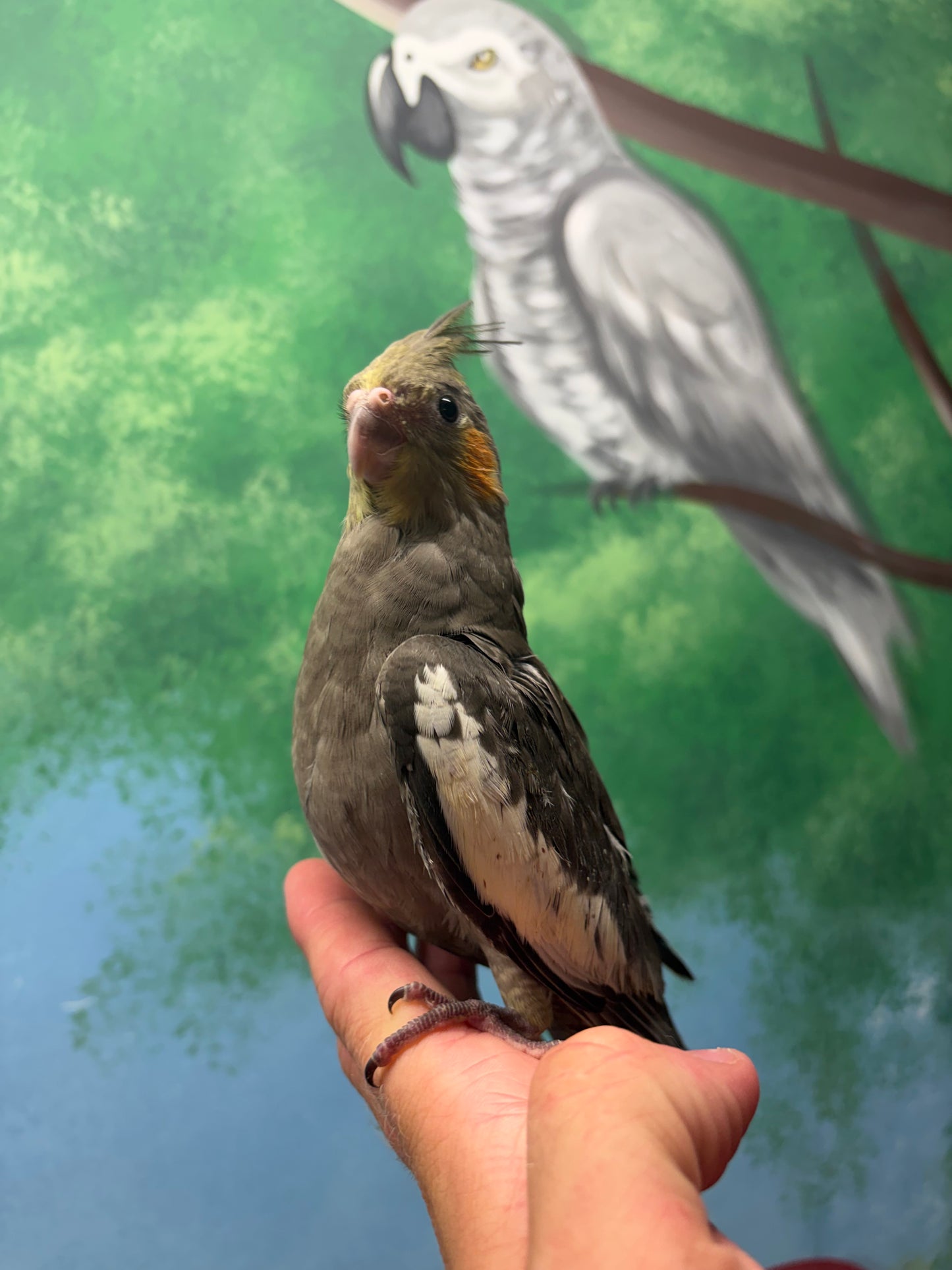Hand Reared Cockatiels