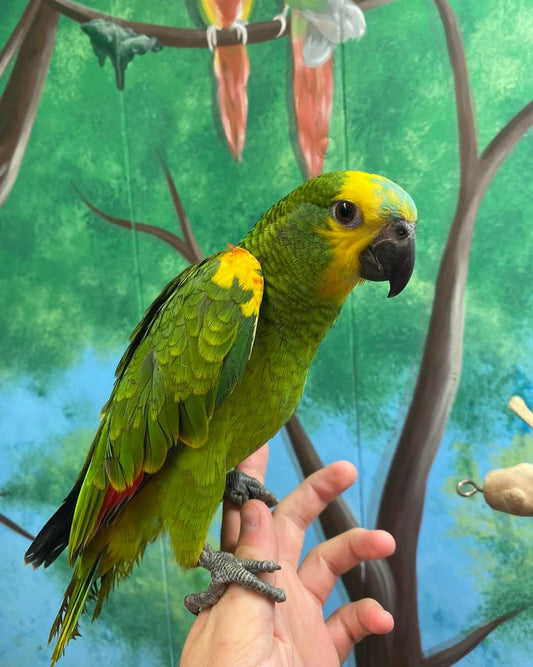 Blue fronted Amazon