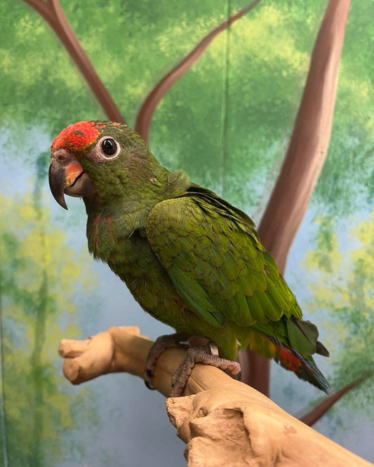 Blue Headed Pionus