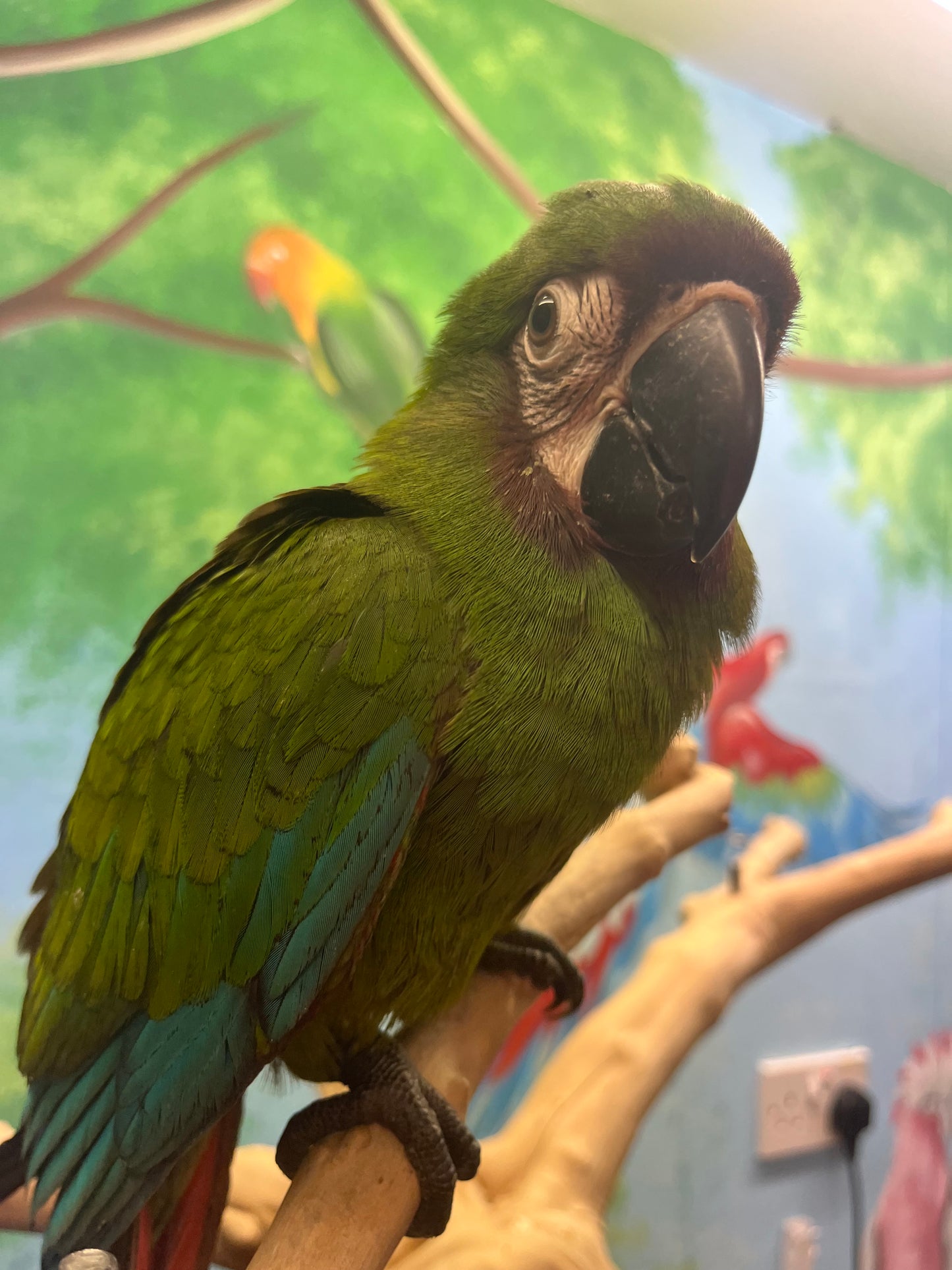 Chestnut Fronted Macaw