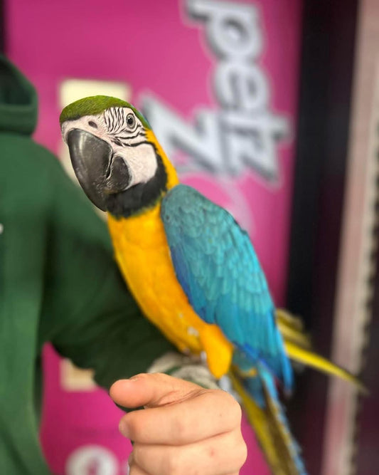 Blue and Gold Macaws