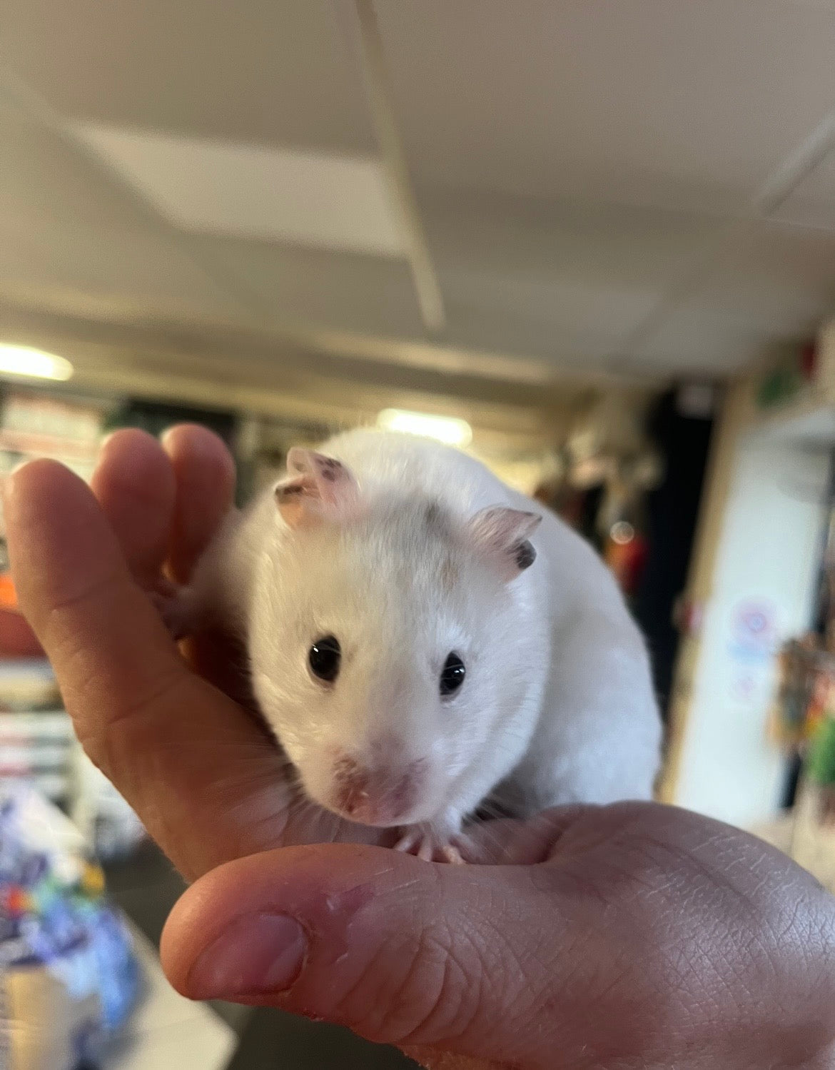 Syrian Hamster Bundle
