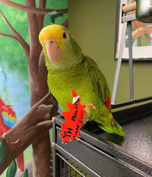 Double Yellow Headed Amazon