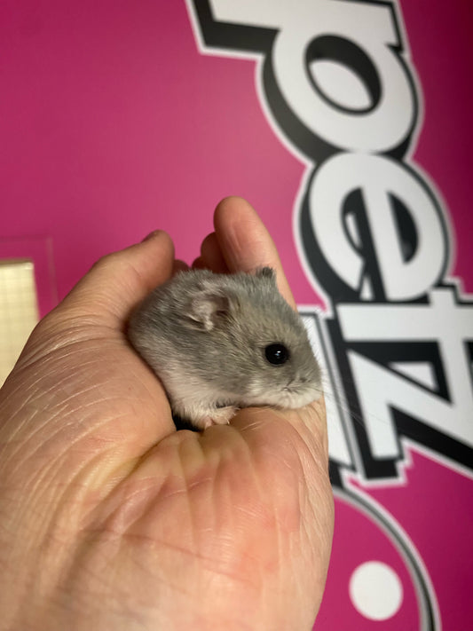 Dwarf hamsters