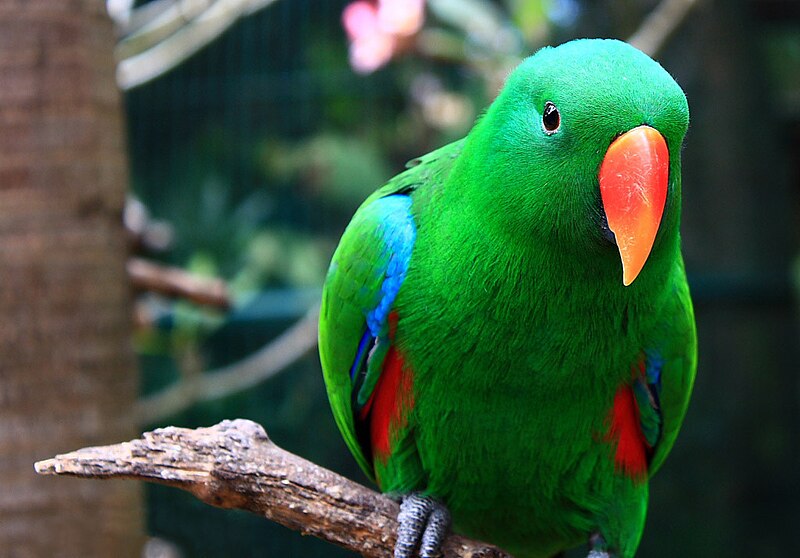 Eclectus