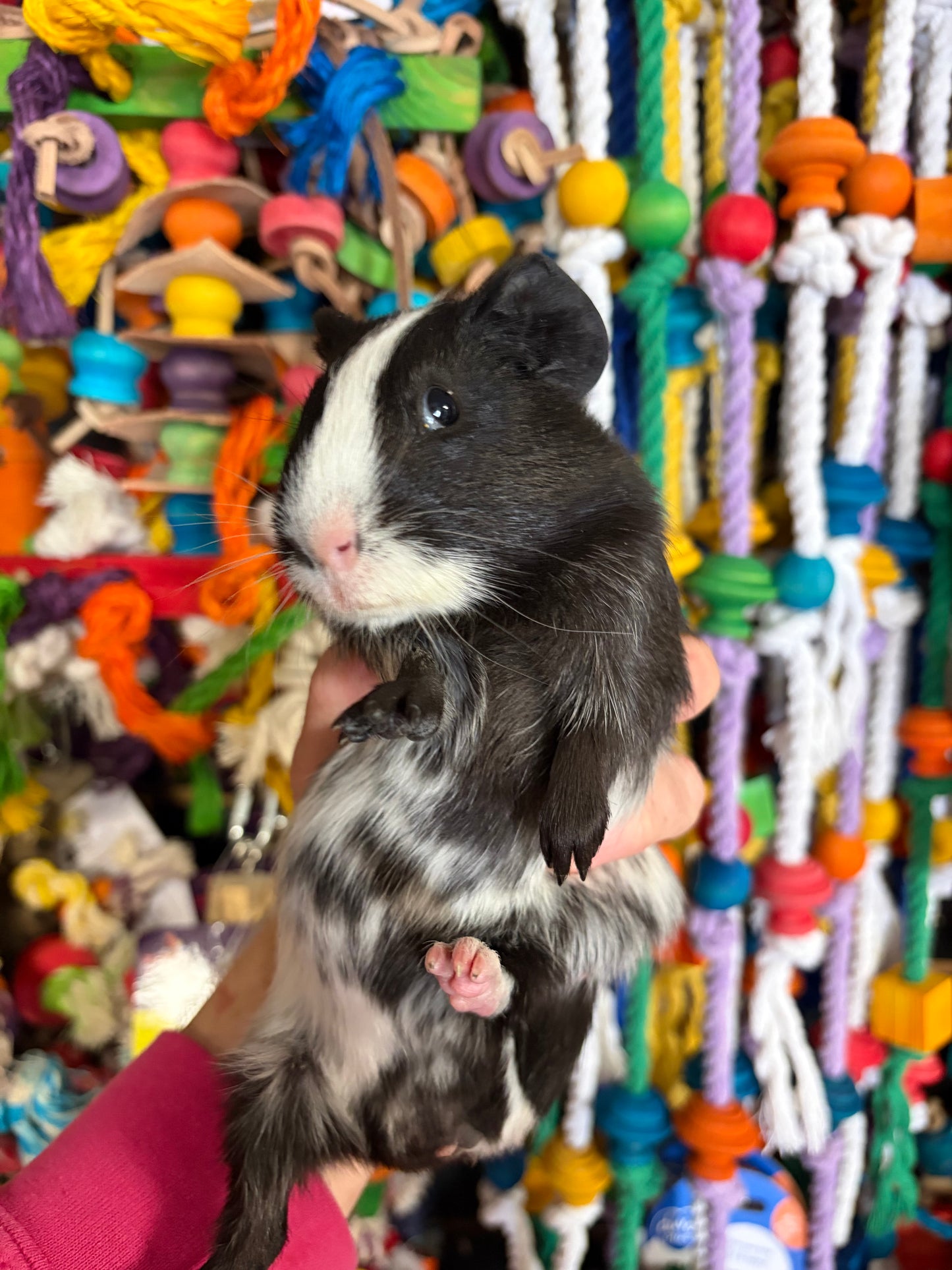Guinea Pigs