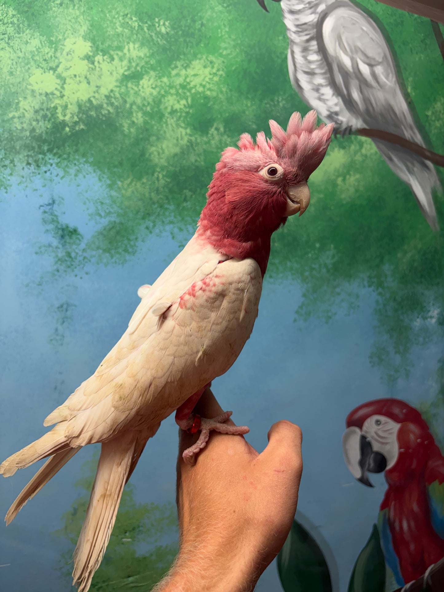 Lutino Galah Parrots