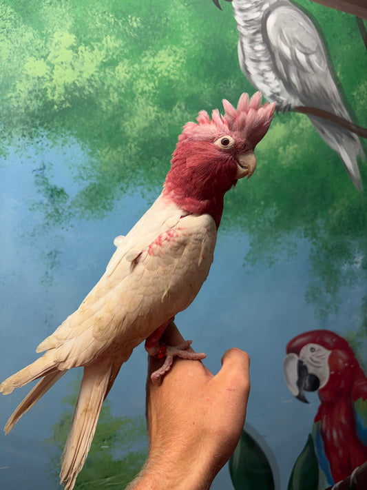 Lutino Galah Parrots