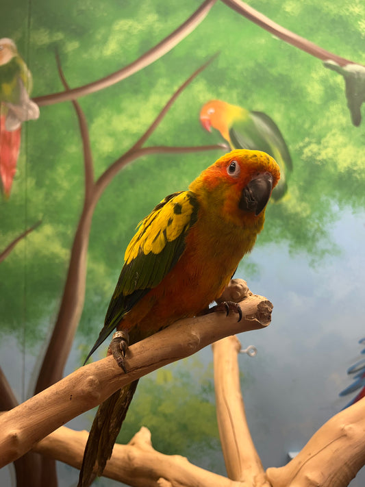 Sun Conures