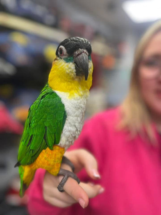 Caiques