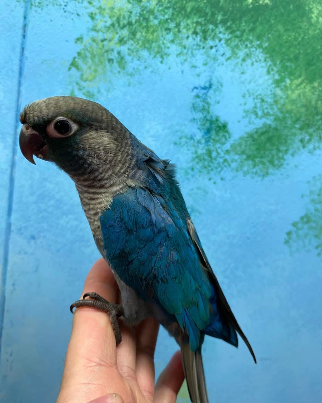 Conures
