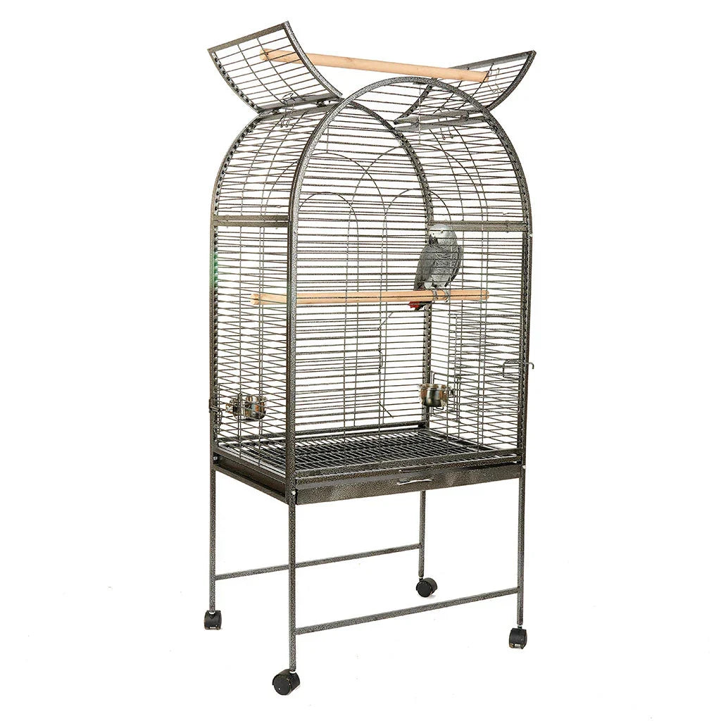 Hand-reared Galah Cockatoo Parrot Take Me Home Essentials bundle