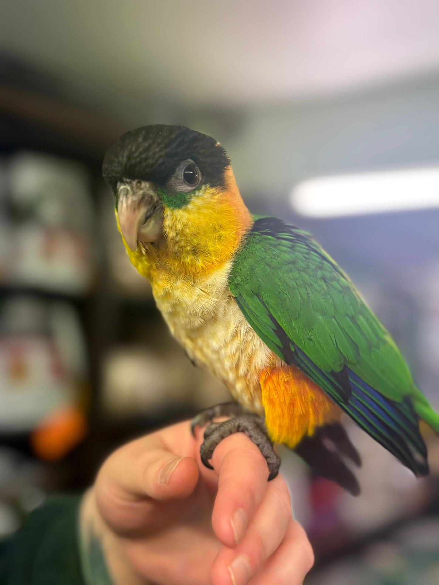 Caiques