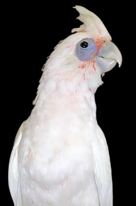 Bare Eyed Cockatoos