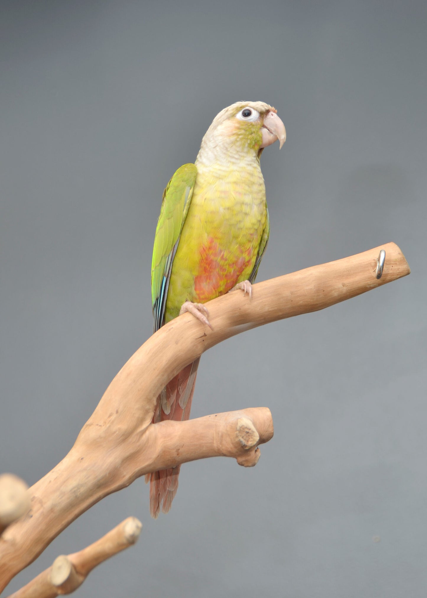 Bird Boarding
