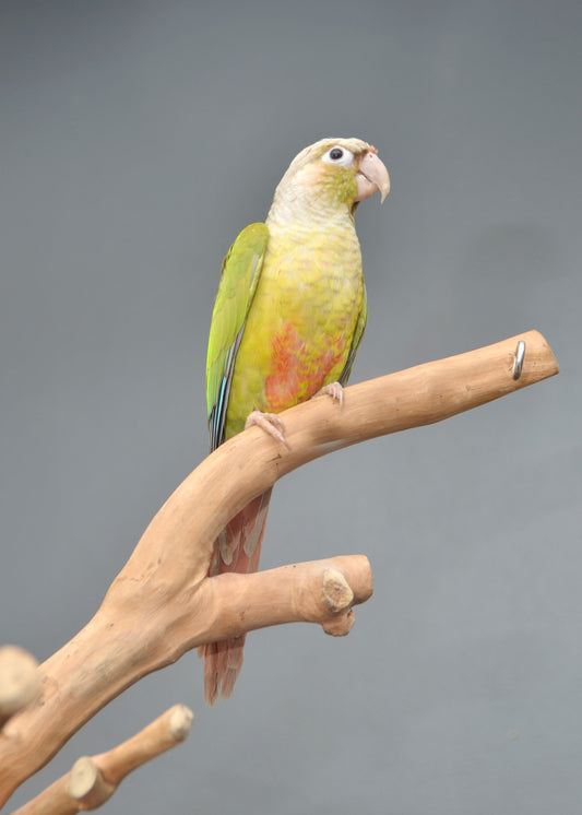 Bird Boarding