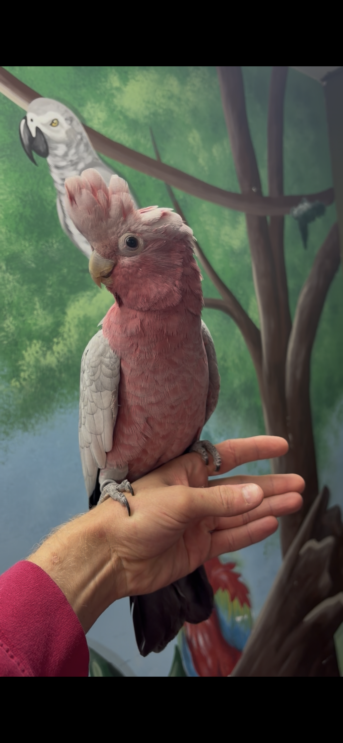 Hand-reared Galah Cockatoo Parrot Take Me Home Essentials bundle