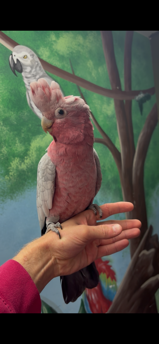 Hand-reared Galah Cockatoo Parrot Take Me Home Essentials bundle