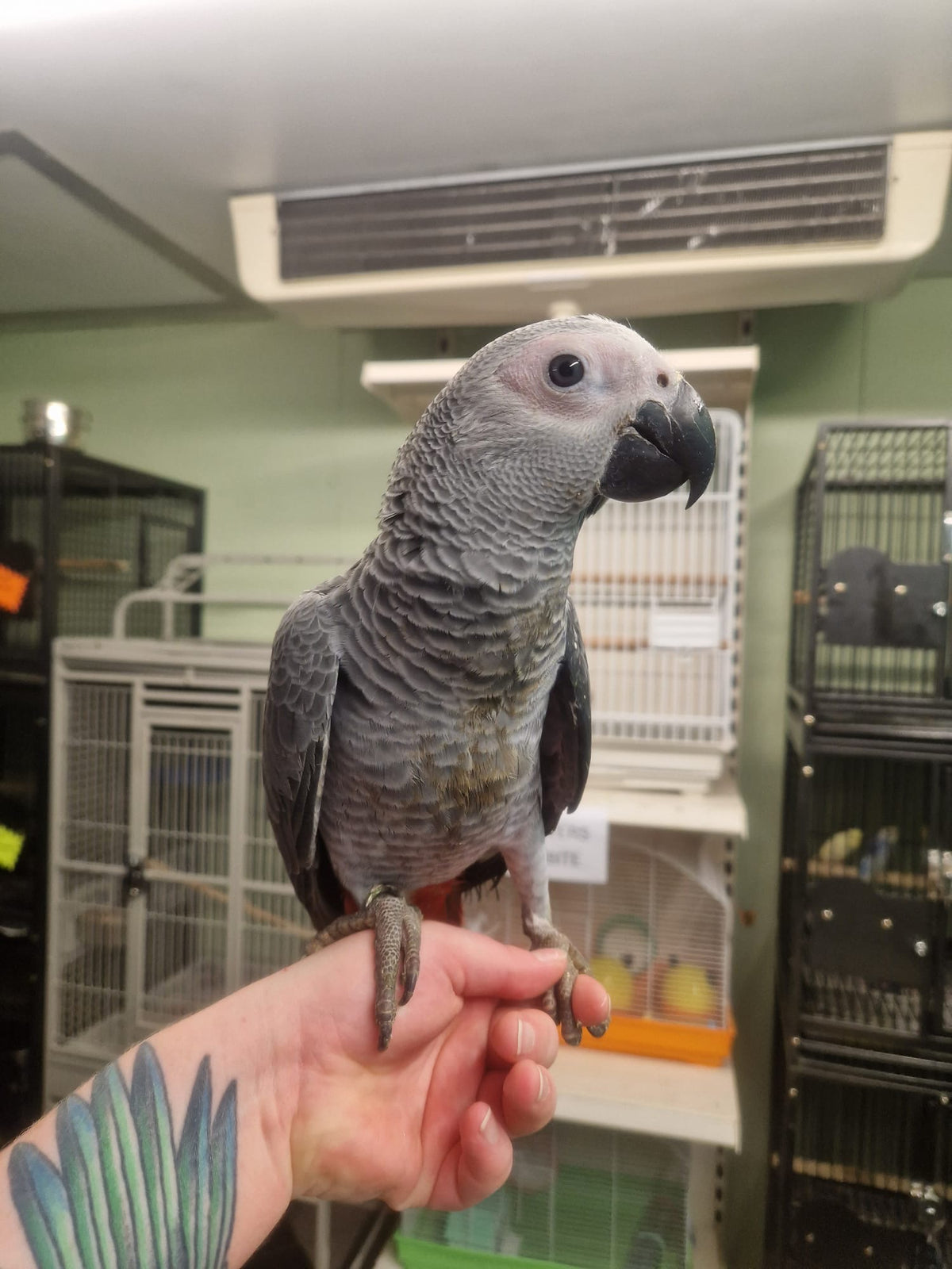 Hand-reared African Grey Parrot Take Me Home Essential bundle