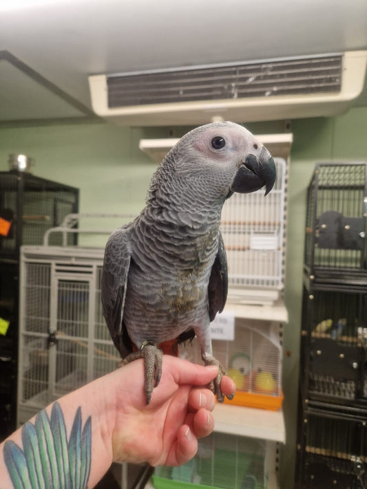 Hand-reared African Grey Parrot Take Me Home premium bundle