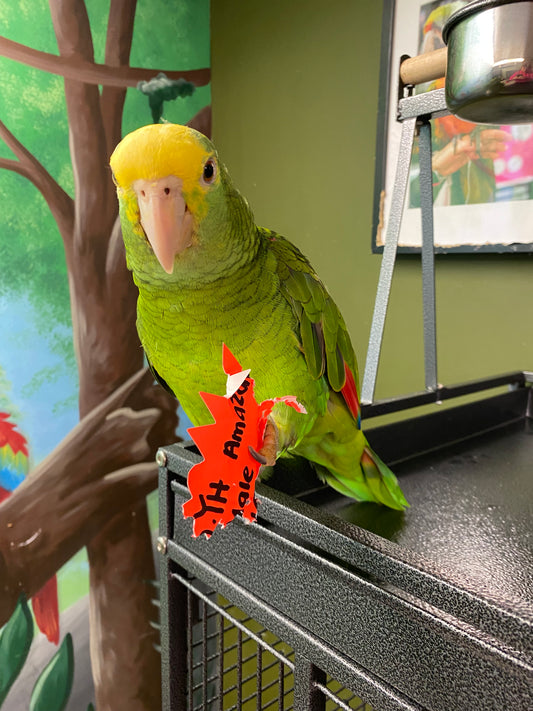 Double yellow head Amazon