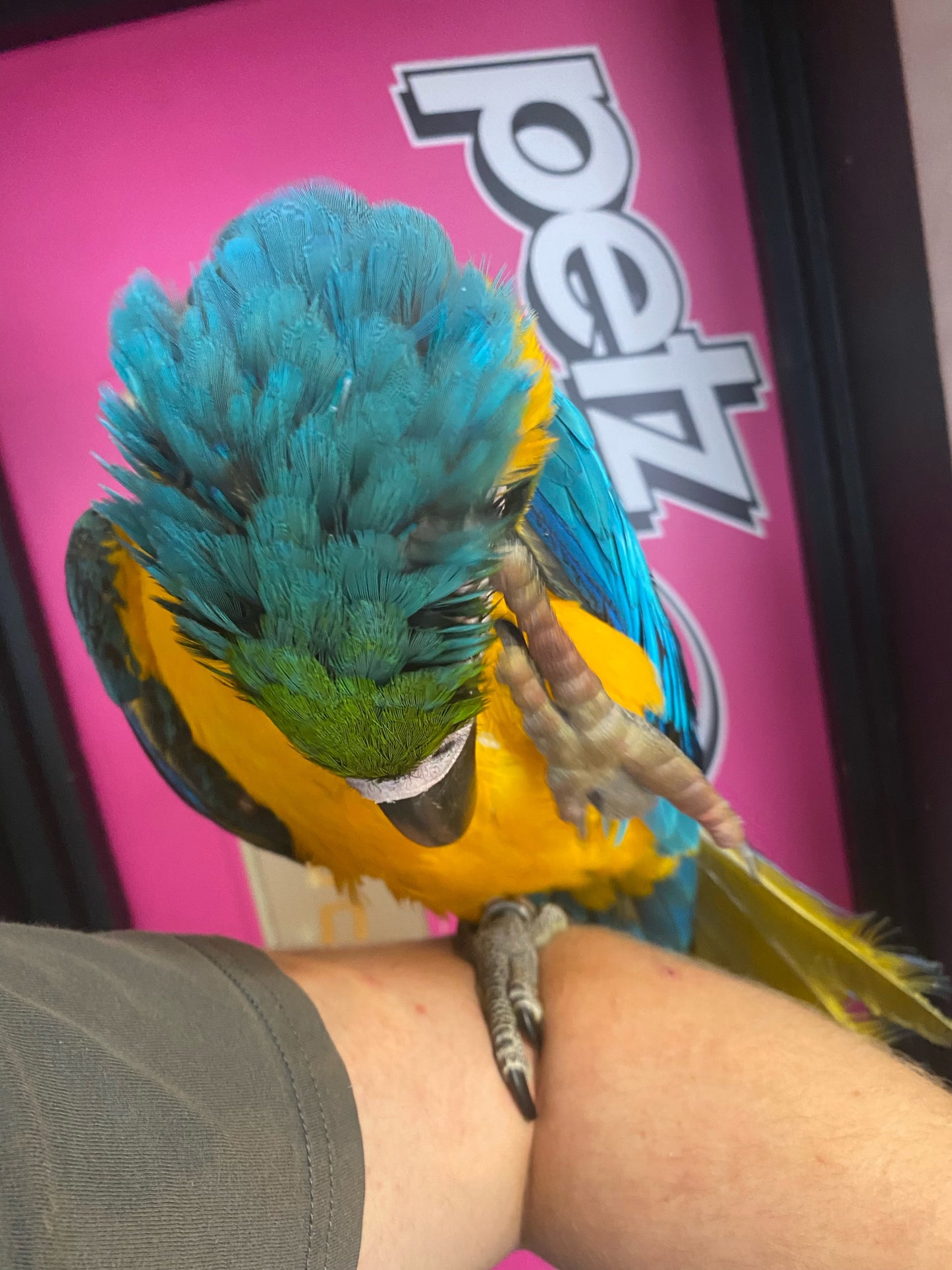 Blue and Gold Macaws