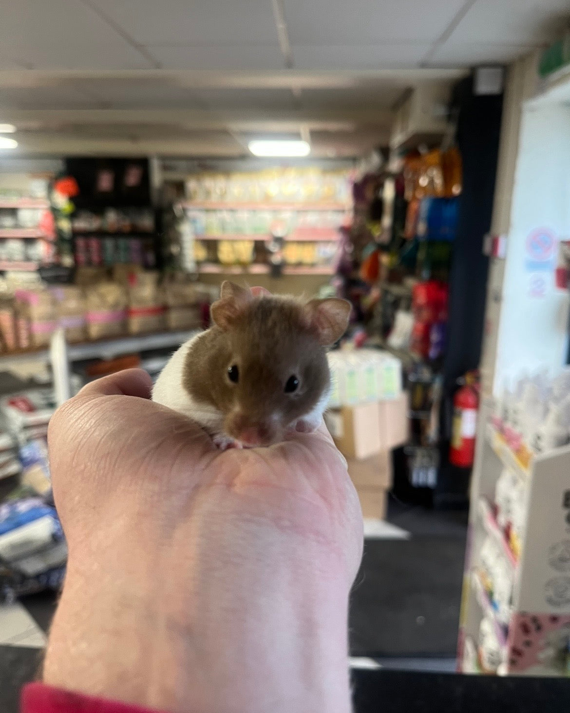Syrian Hamster Bundle