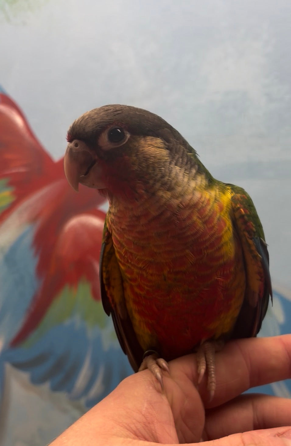 Hand- Reared Conure Parrots