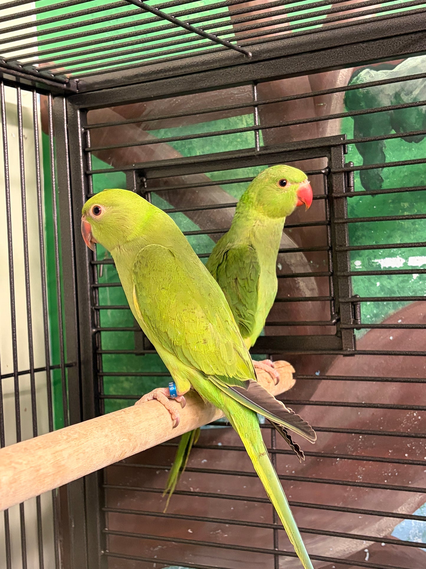 Ringnecks