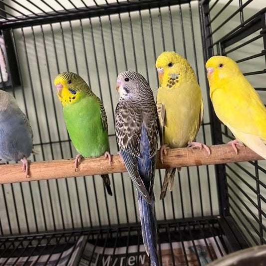 Petz Zone Budgie Complete Take-Me-Home Package