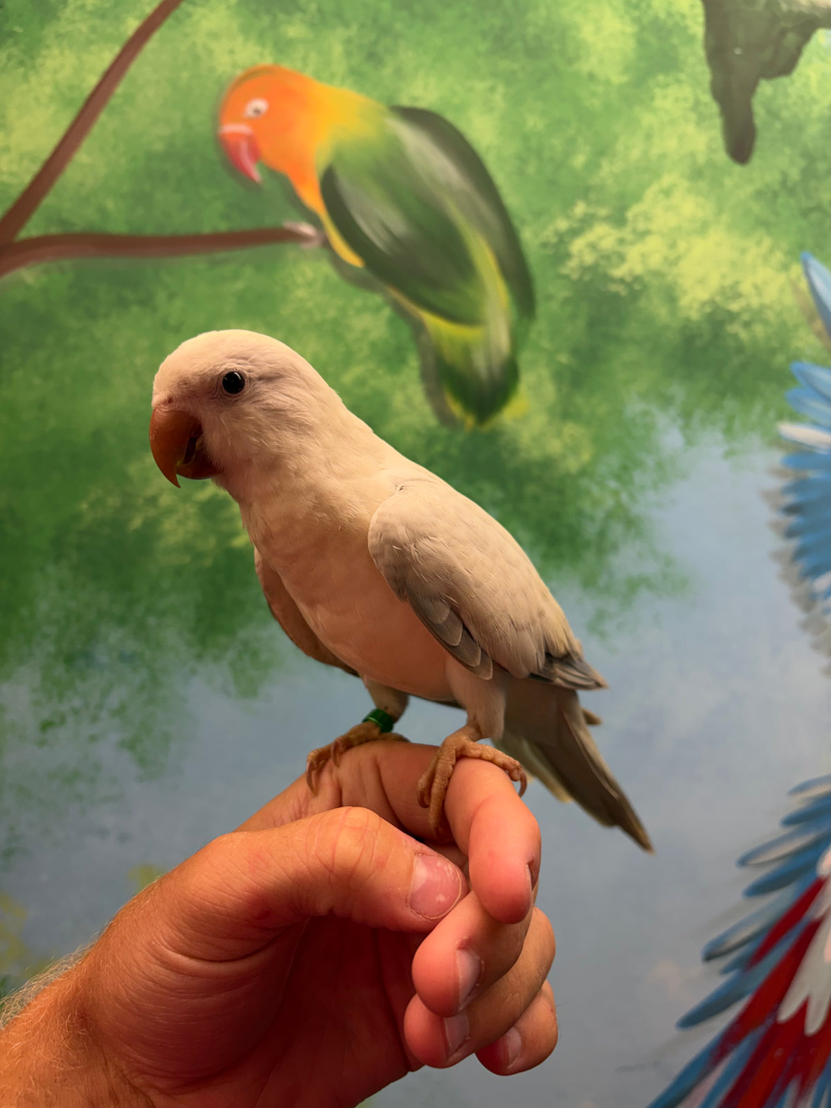 Hand-reared Quaker Parrot Take Me Home Essentials bundle
