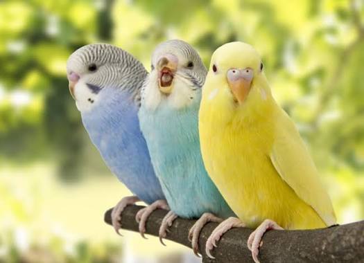 Bird Boarding