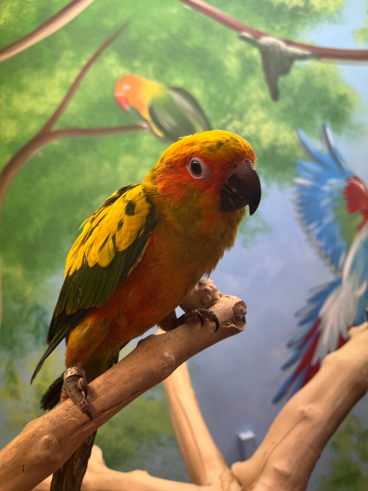 Sun Conures